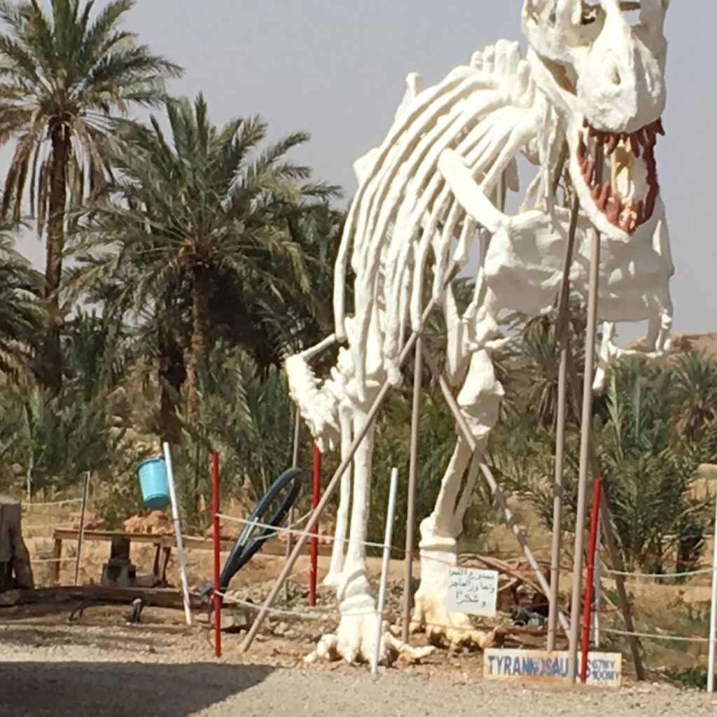 moroccan fossils